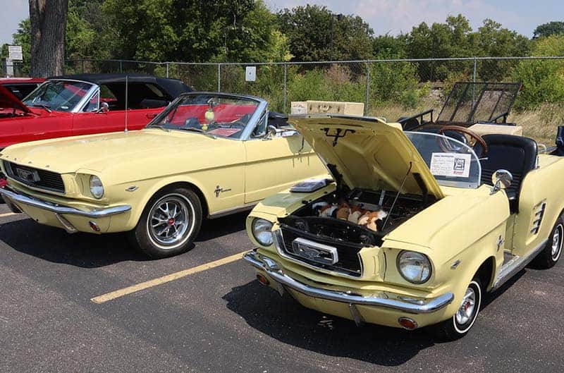 Mustangs on display