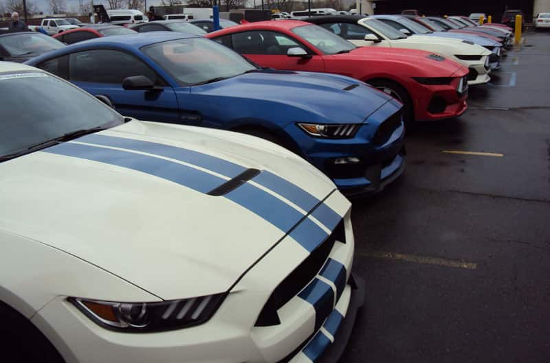 Mustangs in a row