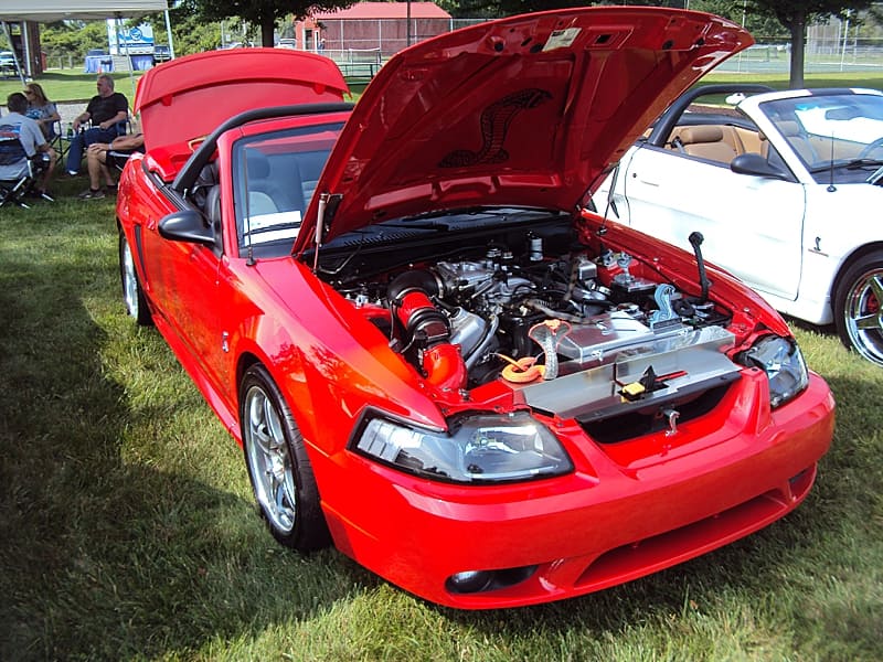 Mustang on Harsens