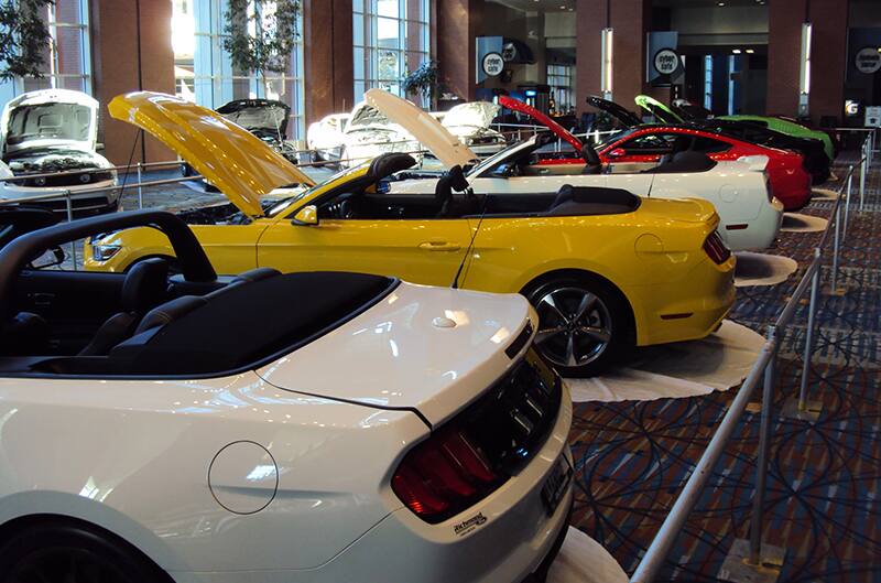 Various Shelby Mustangs lined up on display