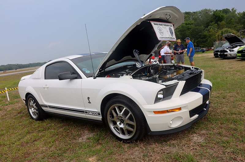 White Shelby GT500 with blue racing stripes, hood open at car show