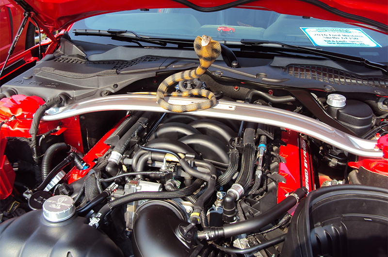 Engine bay with snake on it