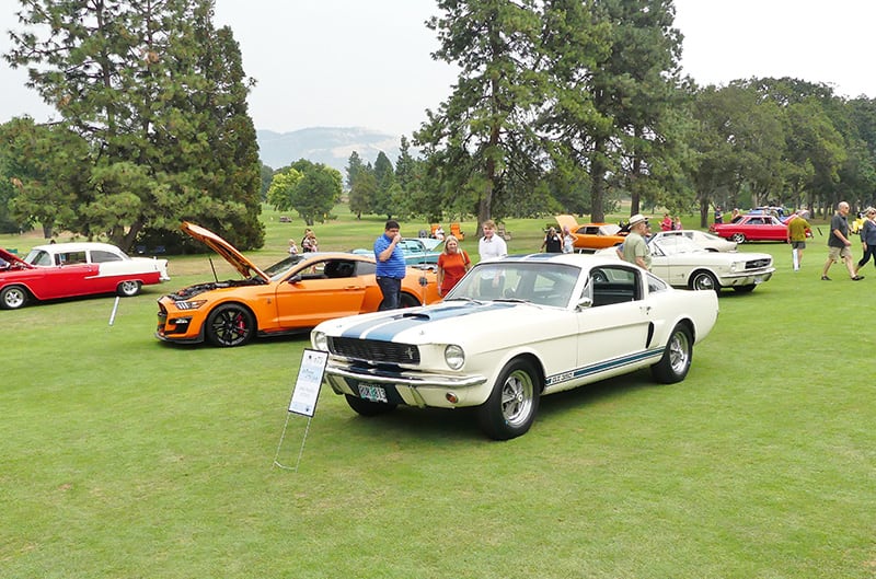 Several Mustangs on the Golf Course