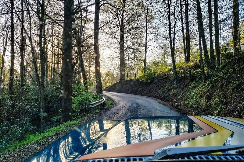 Driver's view of forest road with hood