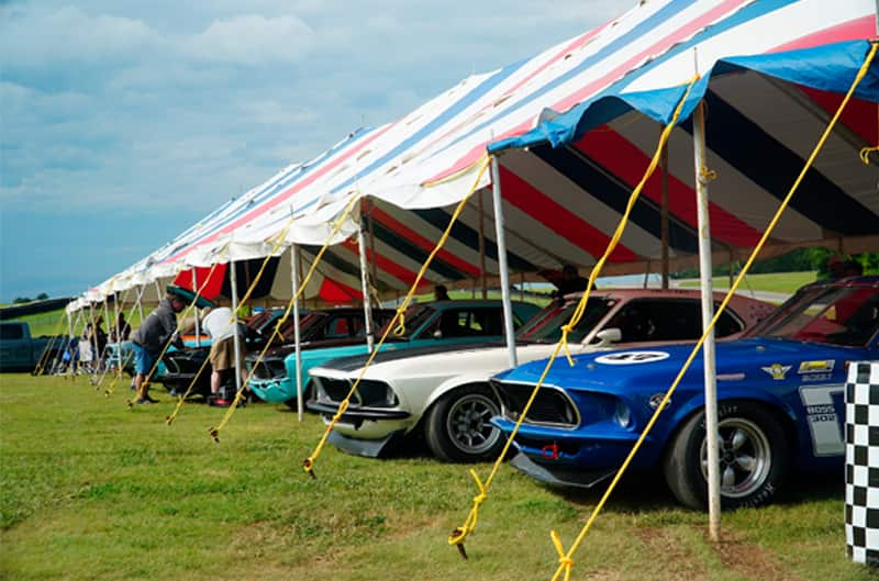 Various fronts of Mustangs sticking out of a tent on the grass